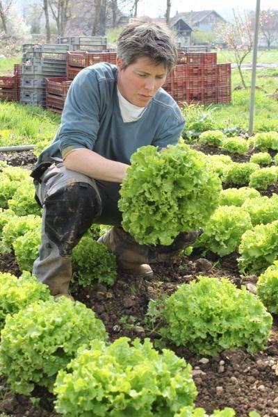 Illustration Les jardins d’IDéES, Atelier et Chantier d’Insertion